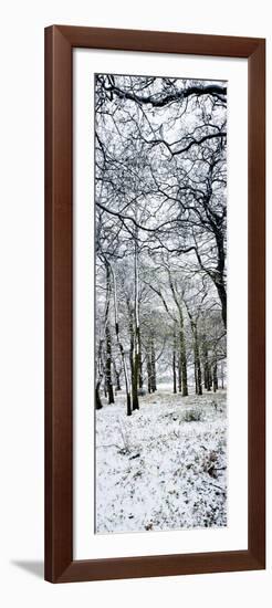 Light Dusting of Dnow in English Woodland, West Sussex, England, United Kingdom, Europe-Giles Bracher-Framed Photographic Print