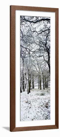 Light Dusting of Dnow in English Woodland, West Sussex, England, United Kingdom, Europe-Giles Bracher-Framed Photographic Print