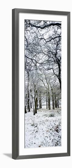 Light Dusting of Dnow in English Woodland, West Sussex, England, United Kingdom, Europe-Giles Bracher-Framed Photographic Print