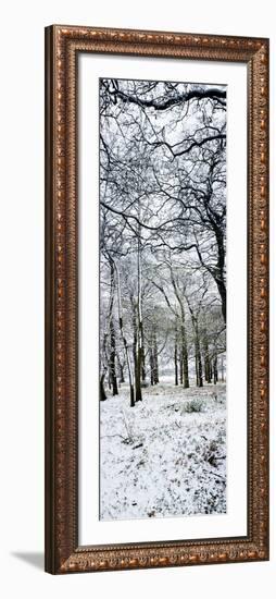 Light Dusting of Dnow in English Woodland, West Sussex, England, United Kingdom, Europe-Giles Bracher-Framed Photographic Print