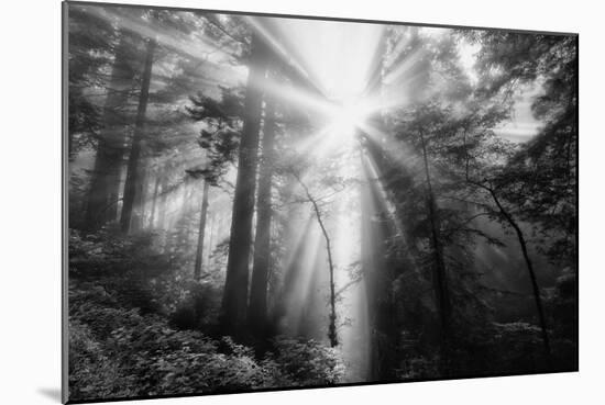 Light Explosion and Coast Redwood Trees, California-Vincent James-Mounted Photographic Print