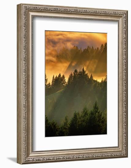 Light Fog and Tree Design, Mount Tamalpais, San Francisco, Callifornia-Vincent James-Framed Photographic Print