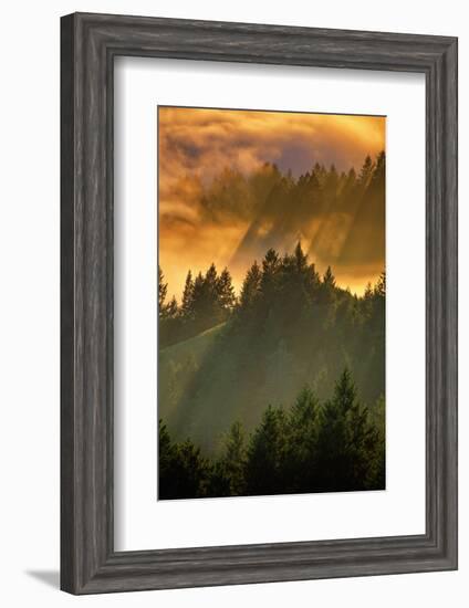 Light Fog and Tree Design, Mount Tamalpais, San Francisco, Callifornia-Vincent James-Framed Photographic Print