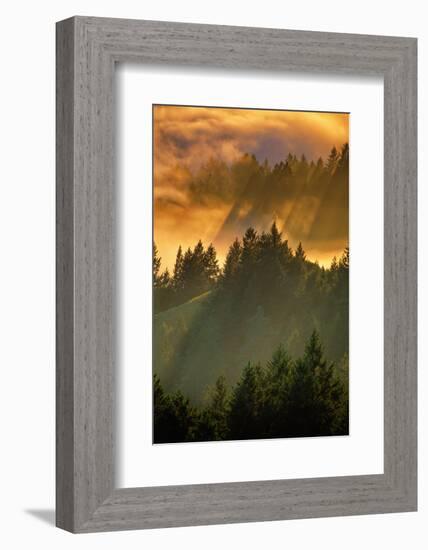 Light Fog and Tree Design, Mount Tamalpais, San Francisco, Callifornia-Vincent James-Framed Photographic Print