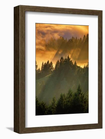 Light Fog and Tree Design, Mount Tamalpais, San Francisco, Callifornia-Vincent James-Framed Photographic Print