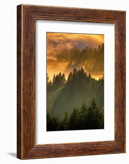 Light Fog and Tree Design, Mount Tamalpais, San Francisco, Callifornia-Vincent James-Framed Photographic Print