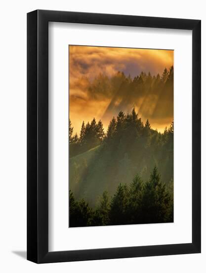Light Fog and Tree Design, Mount Tamalpais, San Francisco, Callifornia-Vincent James-Framed Photographic Print