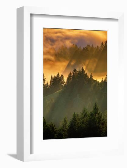 Light Fog and Tree Design, Mount Tamalpais, San Francisco, Callifornia-Vincent James-Framed Photographic Print