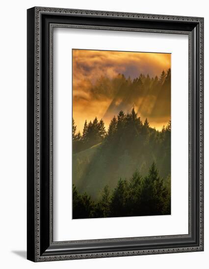 Light Fog and Tree Design, Mount Tamalpais, San Francisco, Callifornia-Vincent James-Framed Photographic Print