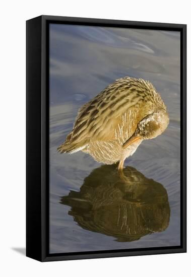 Light-Footed Clapper Rail Grooming-Hal Beral-Framed Premier Image Canvas