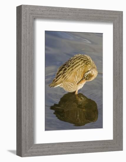 Light-Footed Clapper Rail Grooming-Hal Beral-Framed Photographic Print