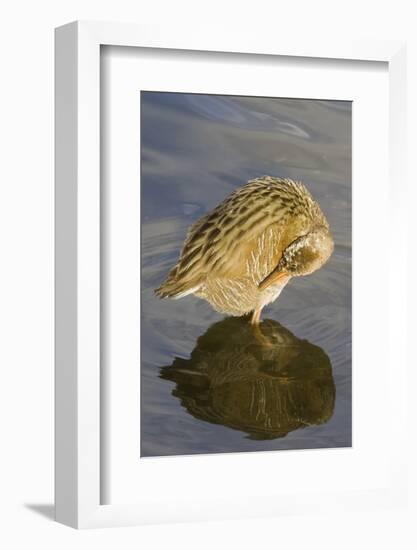 Light-Footed Clapper Rail Grooming-Hal Beral-Framed Photographic Print