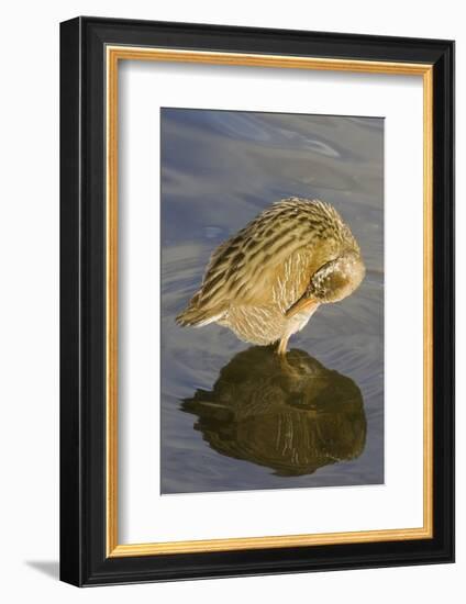 Light-Footed Clapper Rail Grooming-Hal Beral-Framed Photographic Print