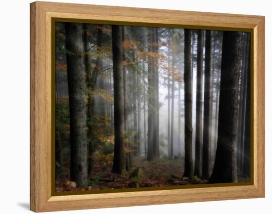 Light Forest-Philippe Sainte-Laudy-Framed Premier Image Canvas