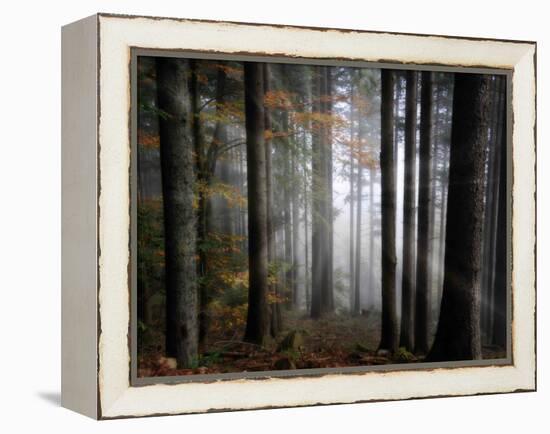 Light Forest-Philippe Sainte-Laudy-Framed Premier Image Canvas