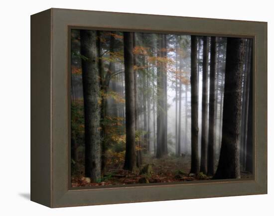 Light Forest-Philippe Sainte-Laudy-Framed Premier Image Canvas