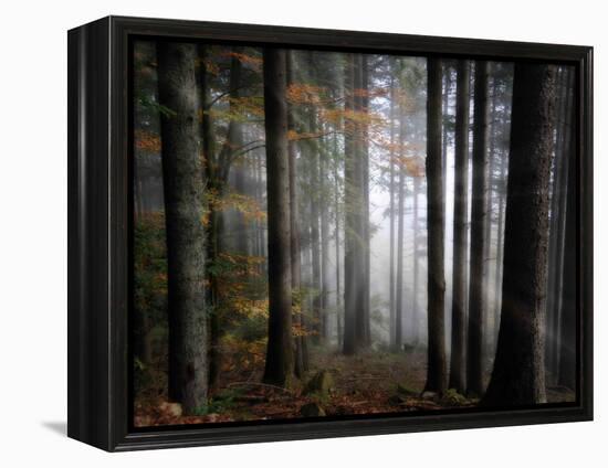 Light Forest-Philippe Sainte-Laudy-Framed Premier Image Canvas