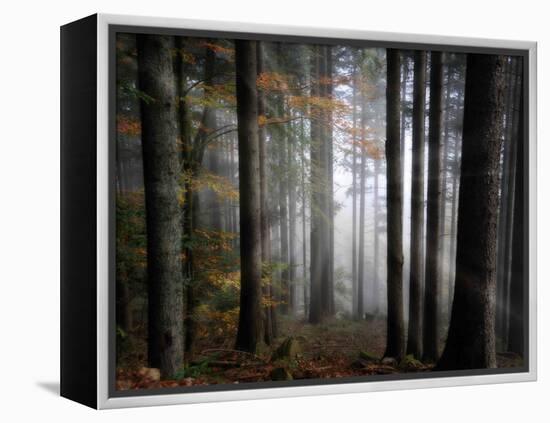 Light Forest-Philippe Sainte-Laudy-Framed Premier Image Canvas