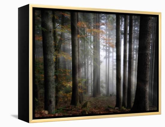 Light Forest-Philippe Sainte-Laudy-Framed Premier Image Canvas