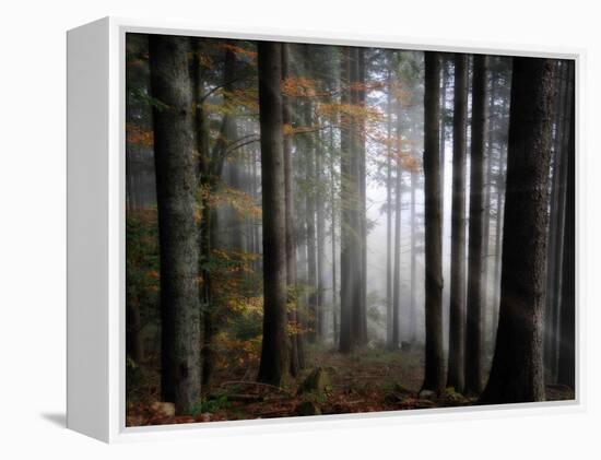 Light Forest-Philippe Sainte-Laudy-Framed Premier Image Canvas