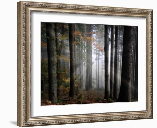 Light Forest-Philippe Sainte-Laudy-Framed Photographic Print