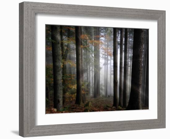 Light Forest-Philippe Sainte-Laudy-Framed Photographic Print