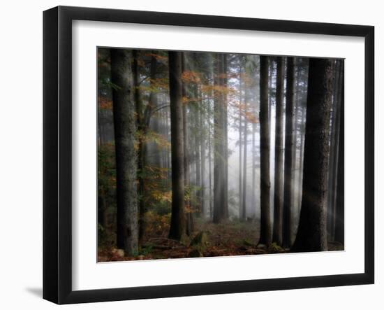 Light Forest-Philippe Sainte-Laudy-Framed Photographic Print