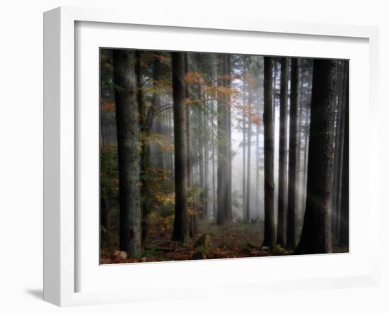 Light Forest-Philippe Sainte-Laudy-Framed Photographic Print