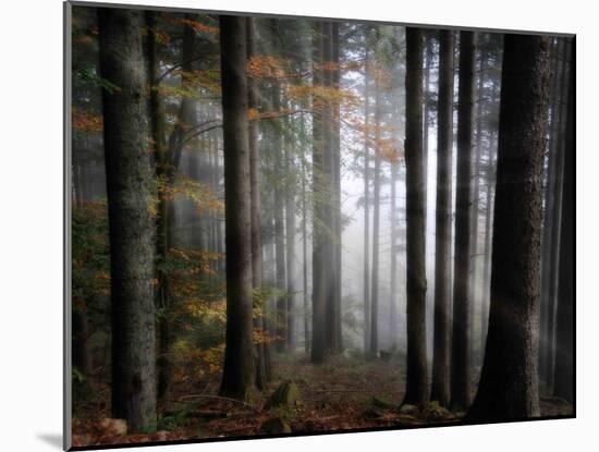 Light Forest-Philippe Sainte-Laudy-Mounted Photographic Print