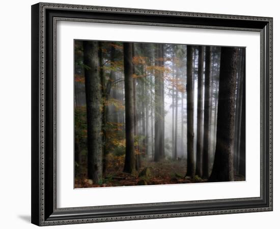 Light Forest-Philippe Sainte-Laudy-Framed Photographic Print