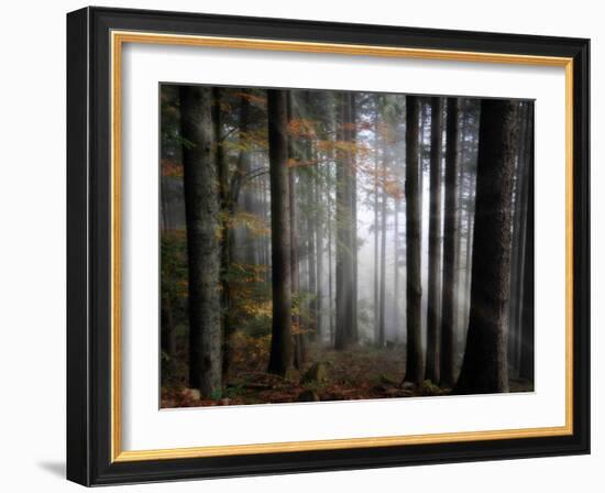 Light Forest-Philippe Sainte-Laudy-Framed Photographic Print