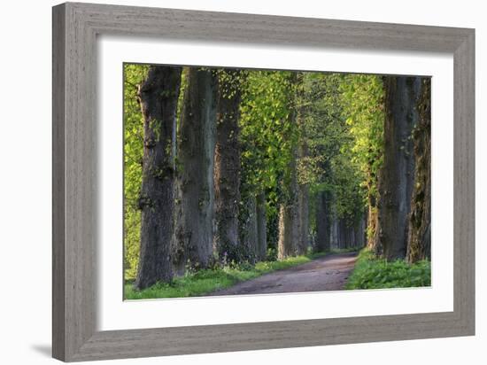 Light Green Forest Road-István Nagy-Framed Photographic Print