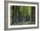 Light Green Forest Road-István Nagy-Framed Photographic Print