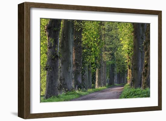 Light Green Forest Road-István Nagy-Framed Photographic Print