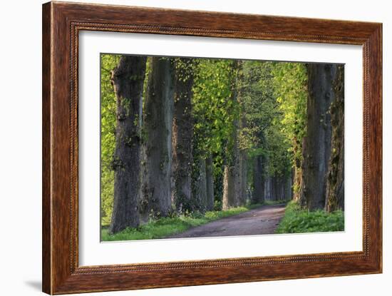 Light Green Forest Road-István Nagy-Framed Photographic Print