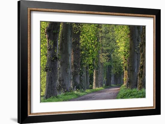 Light Green Forest Road-István Nagy-Framed Photographic Print