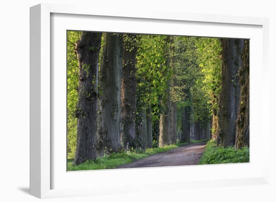 Light Green Forest Road-István Nagy-Framed Photographic Print