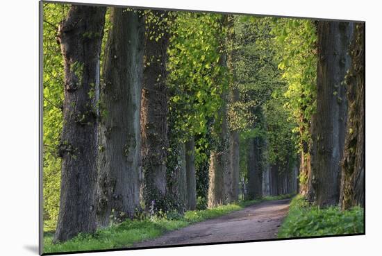 Light Green Forest Road-István Nagy-Mounted Photographic Print