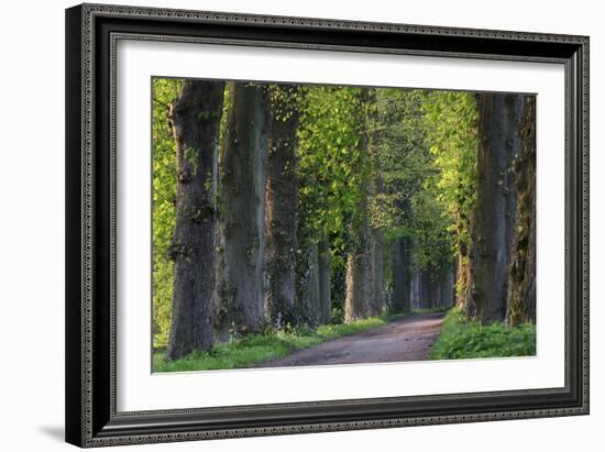 Light Green Forest Road-István Nagy-Framed Photographic Print