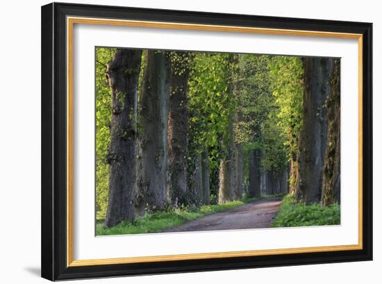 Light Green Forest Road-István Nagy-Framed Photographic Print