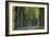 Light Green Forest Road-István Nagy-Framed Photographic Print