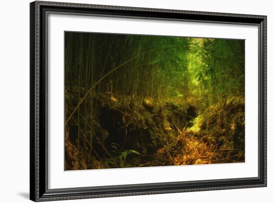 Light in the Bamboo Forest, Maui-Vincent James-Framed Photographic Print