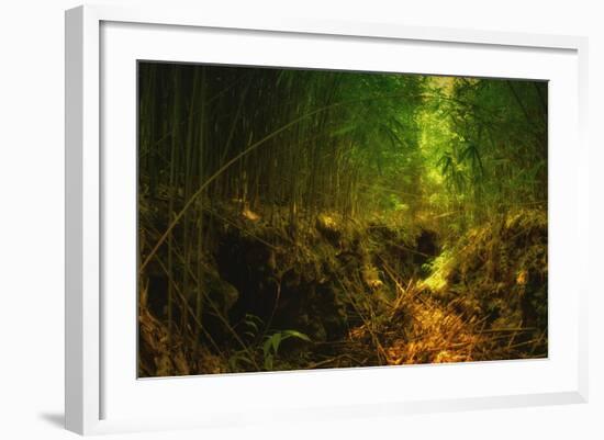 Light in the Bamboo Forest, Maui-Vincent James-Framed Photographic Print