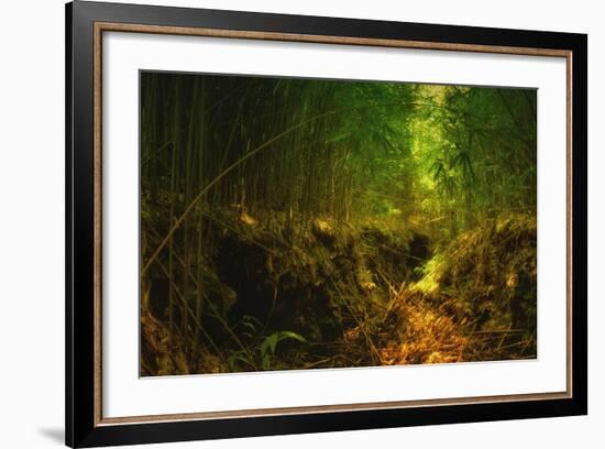 Light in the Bamboo Forest, Maui-Vincent James-Framed Photographic Print