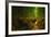 Light in the Bamboo Forest, Maui-Vincent James-Framed Photographic Print