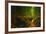 Light in the Bamboo Forest, Maui-Vincent James-Framed Photographic Print