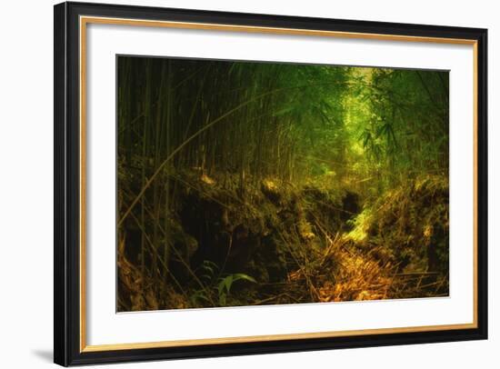 Light in the Bamboo Forest, Maui-Vincent James-Framed Photographic Print