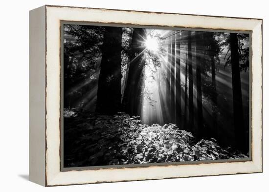 Light in the Darkness, Forest Trees and Morning Light, California Coast-Vincent James-Framed Premier Image Canvas