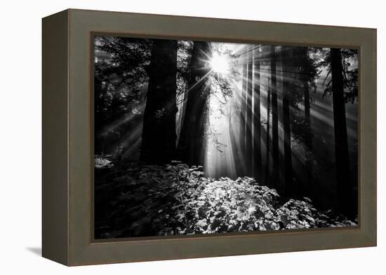 Light in the Darkness, Forest Trees and Morning Light, California Coast-Vincent James-Framed Premier Image Canvas