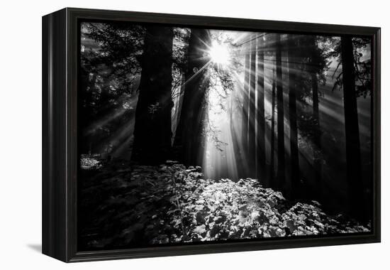 Light in the Darkness, Forest Trees and Morning Light, California Coast-Vincent James-Framed Premier Image Canvas